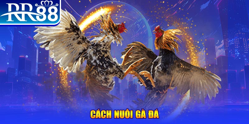 23win04 Ws168 Đá Gà