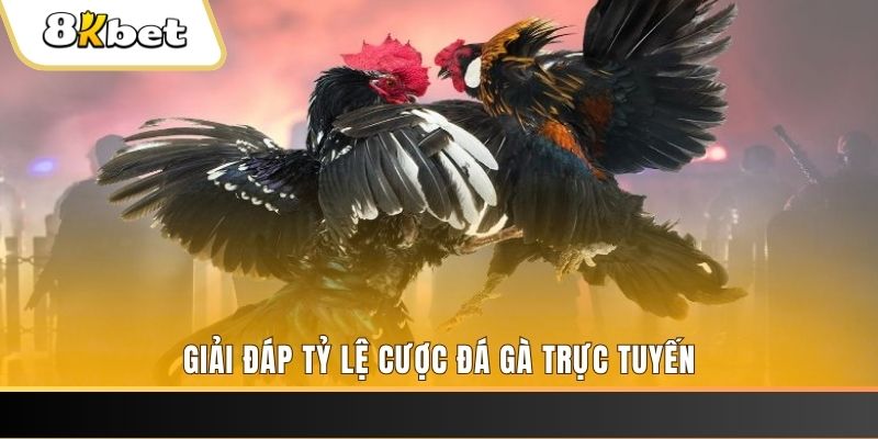 23win04 ga choi cau thanh